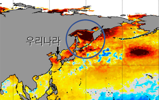 평소와 수온 분포가 얼마나 다른지 보여주는 지도. 사할린 동북쪽 오호츠크해의 기온이 시커멓게 표시될 정도로 비정상적으로 높습니다. 미국 해양대기청(NOAA)