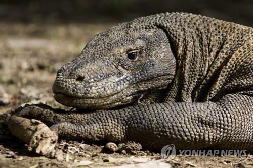 코모도왕도마뱀 [EPA 연합뉴스 자료사진. 재판매 및 DB 금지]