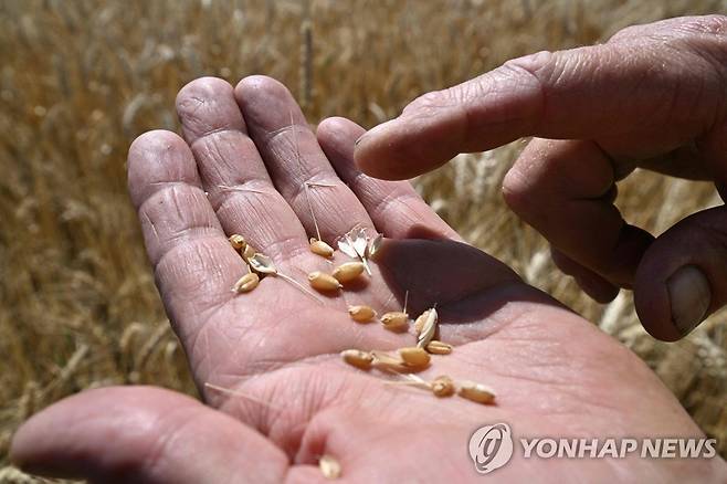 밀 살펴보는 우크라이나 농부 [AFP 연합뉴스 자료사진. 재판매 및 DV 금지]