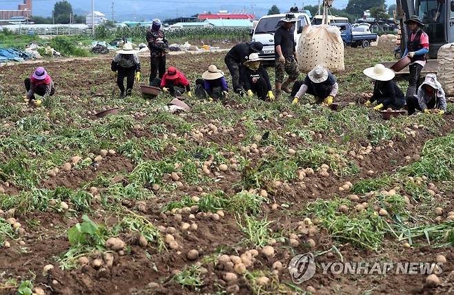 감자 수확하는 외국인 근로자들 [연합뉴스 자료사진]