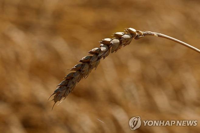 우크라이나에서 자라는 밀 [로이터 연합뉴스 자료사진. 재판매 및 DB 금지]