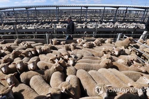 호주 뉴사우스웨일스(NSW) 포브스의 양 판매장 [EPA 연합뉴스 자료사진. 재판매 및 DB 금지]