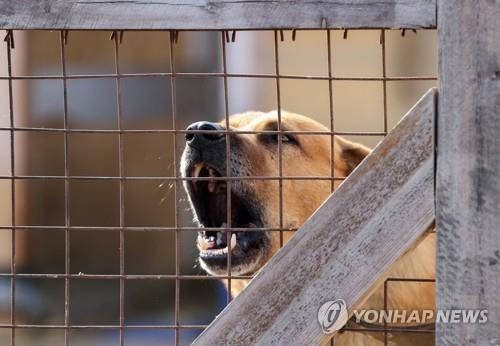 연해주 한 동물센터에서 보호 중인 유기견 [타스 연합뉴스 자료사진. 재판매 및 DB 금지]