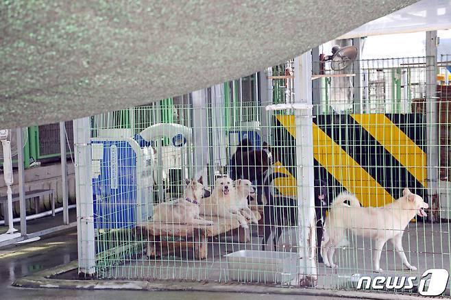 24일 오후 광주 북구 본촌동 광주동물보호소에서 보호 중인 동물들이 휴식을 취하고 있다. 2022.7.24/뉴스1 © News1 이승현 수습기자