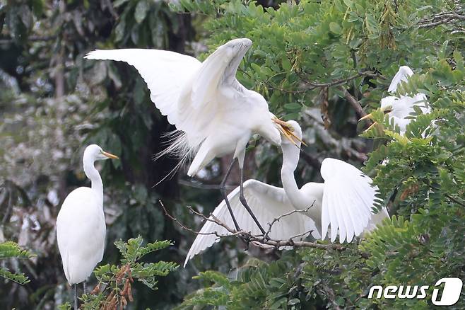 13일 오전 경북 포항시 남구 포스텍(포항공대) 인근 야산에 둥지를 튼 백로들이 이소를 앞둔 새끼들에게 먹잇감을 물어다 주고 있다. 2022.7.13/뉴스1 © News1 최창호 기자