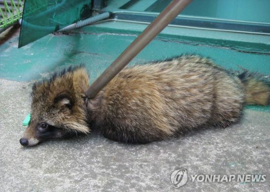 너구리는 유해 야생동물이 아니라서 포획하거나 사살은 불법이다.