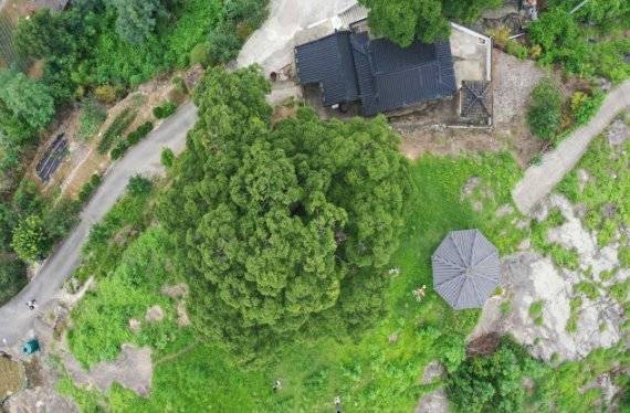 창원 북부리 팽나무 /사진=문화재청