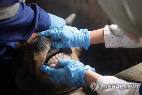 구제역 검사 인도네시아의 한 농장에서 수의사가 소의 입에 물집이 생겼는지 확인하고 있다.
[EPA 연합뉴스 자료사진. 재판매 및 DB 금지]