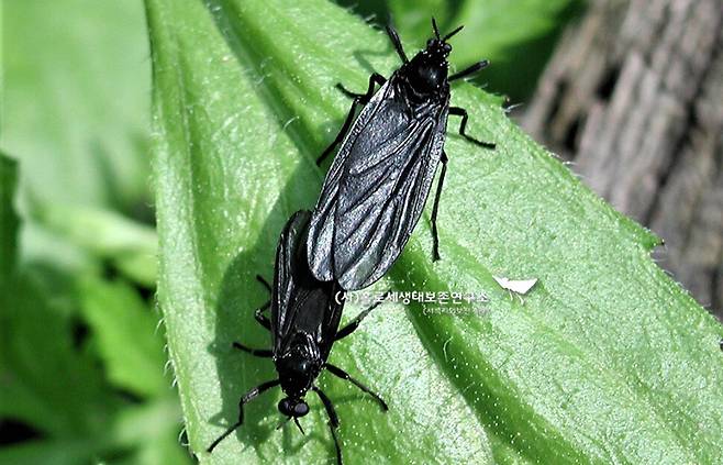 우리나라에 서식하는 털파리 가운데 하나인 우단털파리. 이강운 홀로세생태보존연구소장