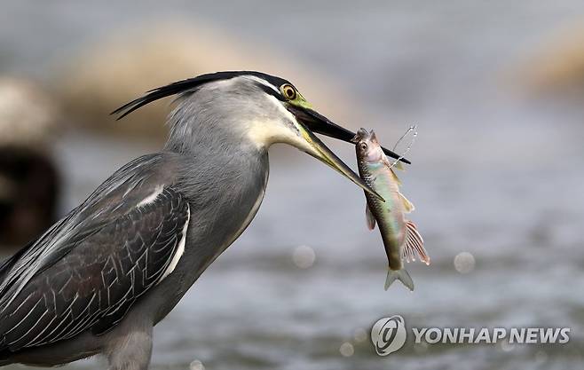 간절한 눈빛과 강렬한 눈빛 [연합뉴스 자료사진]