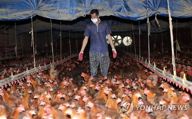 닭 상태 확인하는 농민 [연합뉴스 자료사진]