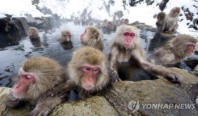 오랜 세월 일본에서 사람과 공존해온 마카크 원숭이 [EPA 연합뉴스 자료사진. DB 및 재판매 금지]