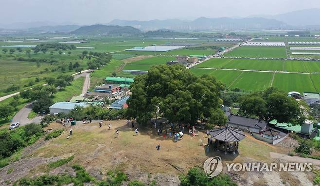 경남 창원에 있는 '우영우 팽나무' (창원=연합뉴스) 김동민 기자 = 26일 오후 경남 창원시 의창구 대산면 '창원북부리 팽나무' 일대에 관광객 발길이 이어지고 있다. 이 나무는 ENA 드라마 '이상한 변호사 우영우'에 '소덕동 팽나무'로 등장했고, 최근 온·오프라인에서 큰 인기를 끌고 있다. 2022.7.26 image@yna.co.kr