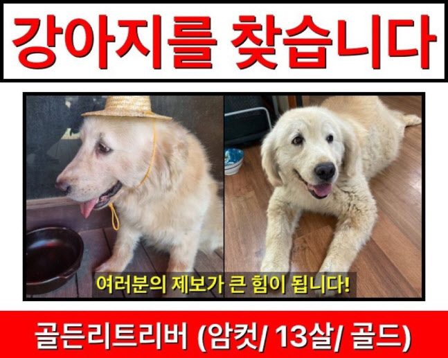 건강원에서 살해된 강아지 벨라의 실종전단 (사진=커뮤니티)