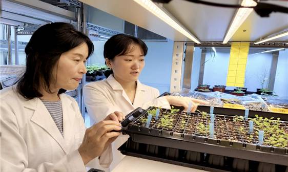 국내 연구팀이 고온 스트레스에 저항하는 작물 유전자 작동원리를 규명했다. 조혜선 교수(교신저자)와 UST 조승희 석·박사 통합과정생(1저자). [사진=UST]