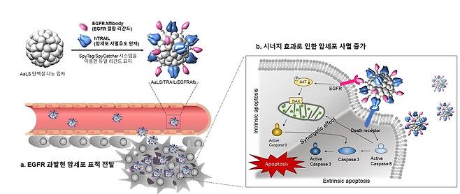 단백질 나노 복합체의 작용 원리 [울산과학기술원 제공. 재판매 및 DB 금지]