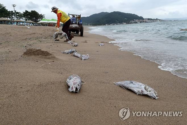 영덕 해변에 쌓인 참치 (영덕=연합뉴스) 손대성 기자 = 28일 경북 영덕군 남정면 장사리 해변에 죽은 참치가 쌓여 주민이 치우고 있다.
    이 참치는 정치망 어선이 잡았다가 연간 어획량 한도가 차서 버린 것이다.
    참치는 그물에 걸려 어선에 오르면 오래 살지 못하고 금방 죽어 바다에 버려지면 부패한다. 2022.7.28 sds123@yna.co.kr