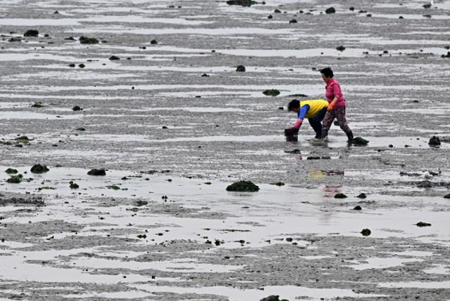 충남 보령 고대도 마을 주민들이 지난 10일 갯벌에서 종패해 둔 바지락을 캐 보고 있다. 보령=왕태석 선임기자