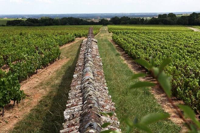메종 장 로롱 텐 크뤼 생따모르 포도밭 전경
