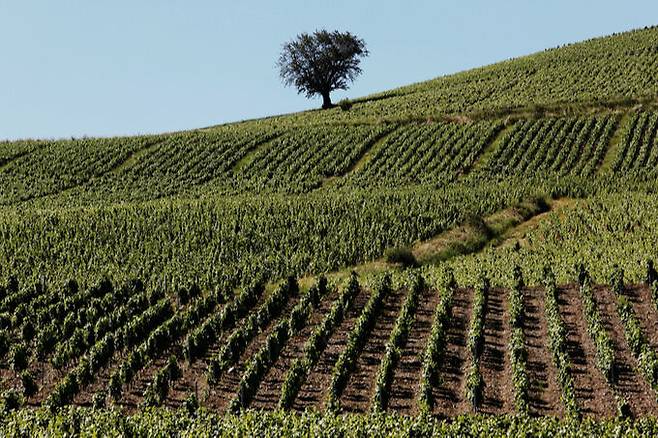 메종 장 로롱 샤토 드라 피에르 포도밭. 장 로롱 홈페이지