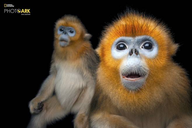 내셔널지오그래픽 사진전 '포토아크, 너의 이름은'. (사진제공 Golden Snub-nosed Monkey_ Rhinopithecus roxellana ⓒPhoto by Joel Sartore/National Geographic Photo Ark)