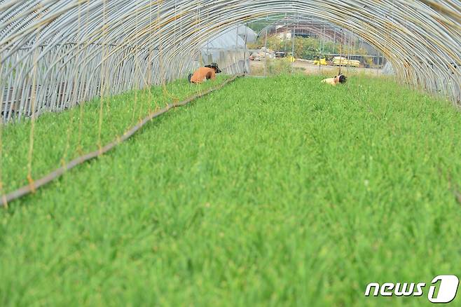 3일 경북 포항시 남구 연일읍 부추밭에서 농민이 수확에 한창이다. 2021.8.3/뉴스1 ⓒ News1 최창호 기자