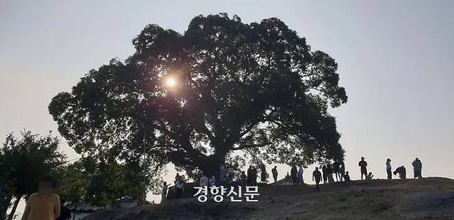 경남 창원 동부마을 팽나무에서 지난 26일 관광객들이 인증사진을 찍고 있다. 김정훈 기자