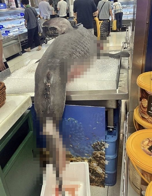 이마트 용산점에서 죽은 상어 전시회를 열어 동물학대 논란이 일고 있다. 트위터 캡처
