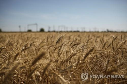 수확 기다리는 우크라이나 밀밭 [로이터 연합뉴스 자료사진. 재판매 및 DB 금지]