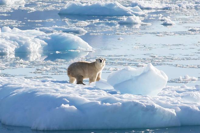 2016년 그린란드 남동쪽 피오르 해안에서 포착된 북극곰. /NASA