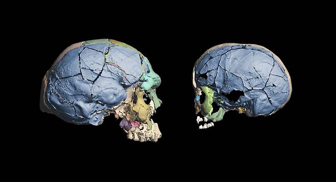 16만년 전 호모 사피엔스의 두개골. 파란색은 디지털로 복원한 부분이다. 왼쪽은 성인, 오른쪽은 6~7세 어린이의 두개골이다./스위스 취리히대