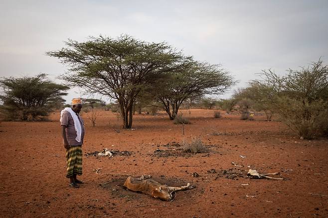 지난해 12월8일(현지시간) 케냐 가리사주에서 한 주민이 키우던 소의 사체 앞에 서 있다. 케냐가 포함된 아프리카 북동부 지역은 최근 40여 년 만에 최악의 가뭄을 겪으면서 수백만명이 굶어 죽을 위기에 처해 있는 상황이다. | 게티이미지