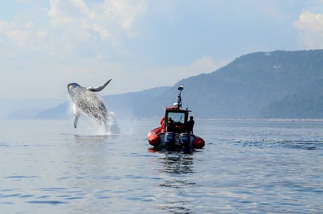 캐나다 고래여행선은 고래가 놀라지 않게 조심스럽게 접근한다.