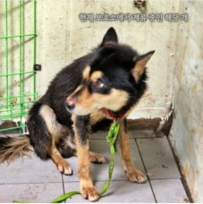 지난달 11일 울산 울주군의 한 아파트 단지에서 8살 초등학생을 공격한 사고견. /사진=동물복지단체 비글구조네트워크