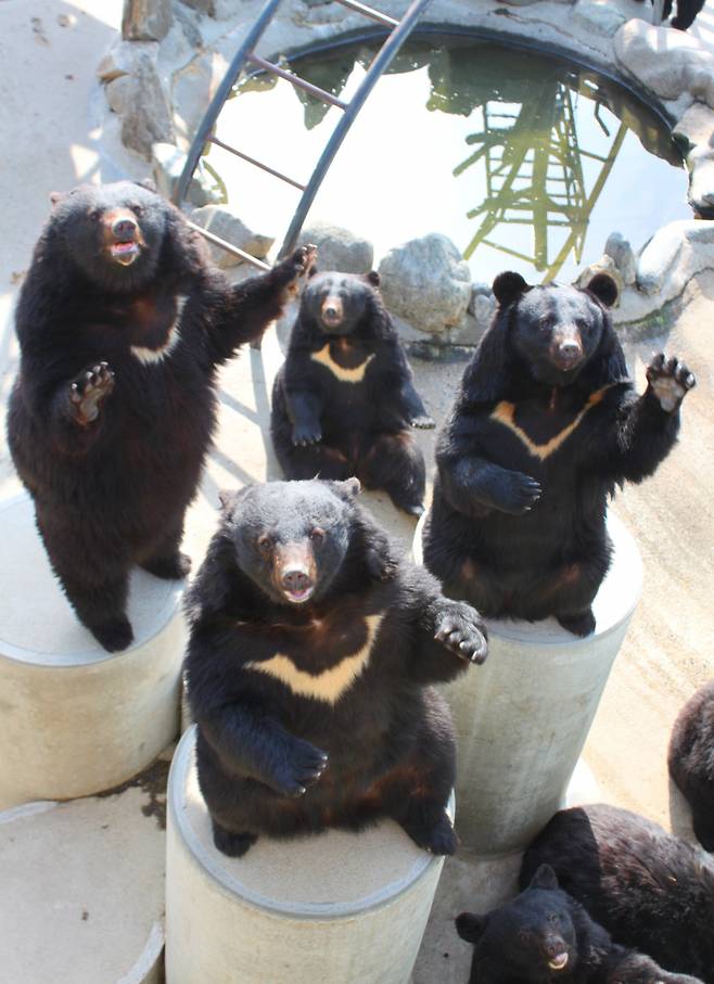 베어트리파크의 센터, 반달곰들.