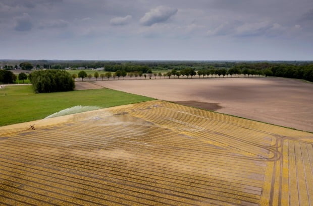 가뭄으로 말라가는 네덜란드 농경지. /사진=AFP