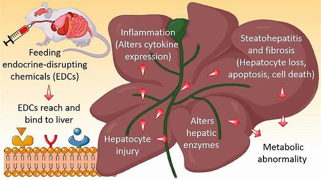 다중 EDC 노출에 따른 간 독성 영향 모식도. 사진 중앙대학교 *재판매 및 DB 금지