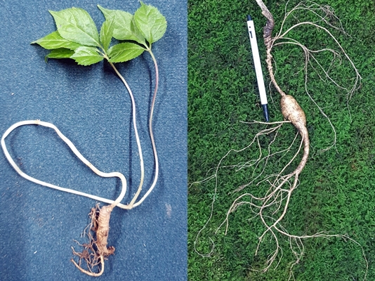 지난달 23일 남이섬에서 발견된 후 산삼으로 추정됐지만 인삼으로 감정된 인삼 뿌리(왼쪽)와 실제 산삼(오른쪽)의 모습. 실제 산삼은 오른쪽처럼 잔뿌리가 많다. 산삼감정협회 제공