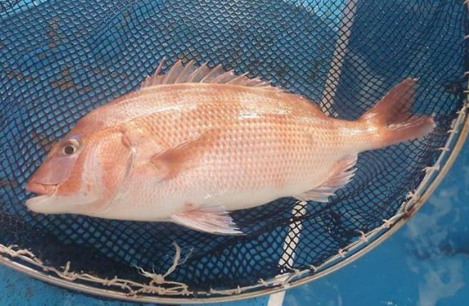 국내산으로 둔갑한 일본산 참돔. 제주도 자치경찰단 제공
