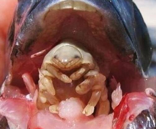 사진 출처 = 미국 현지 온라인 커뮤니티