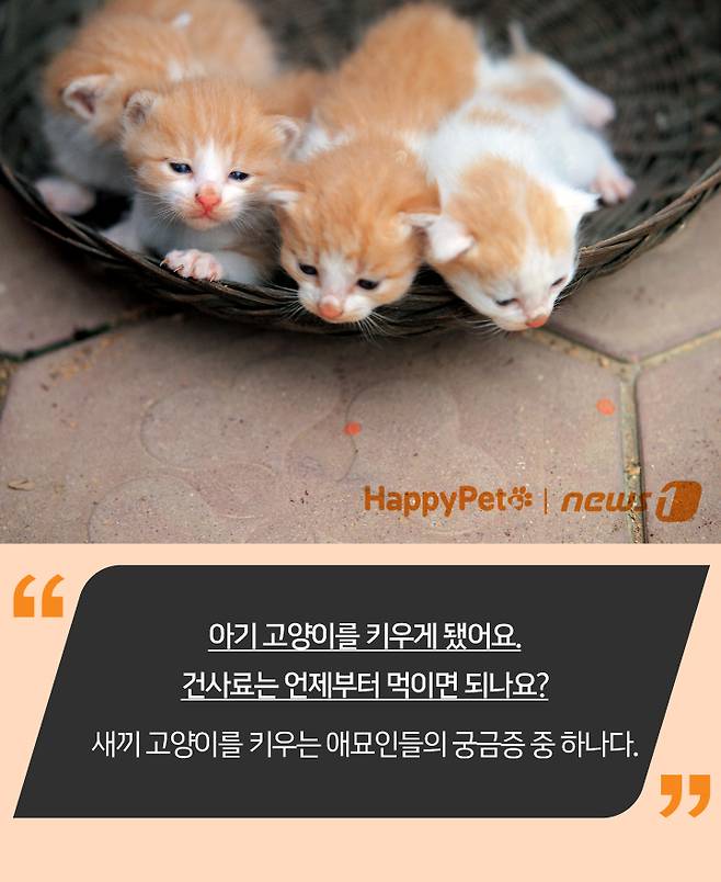 펫카드 ⓒ 뉴스1