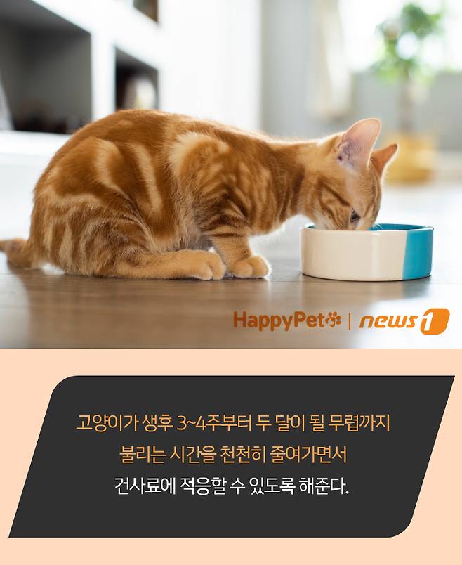 펫카드 ⓒ 뉴스1