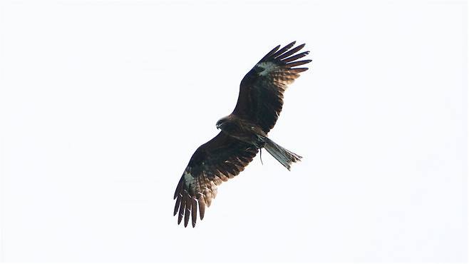 먹이를 들고 번식지로 이동중인 솔개 성조(22.5.10, 고성군)