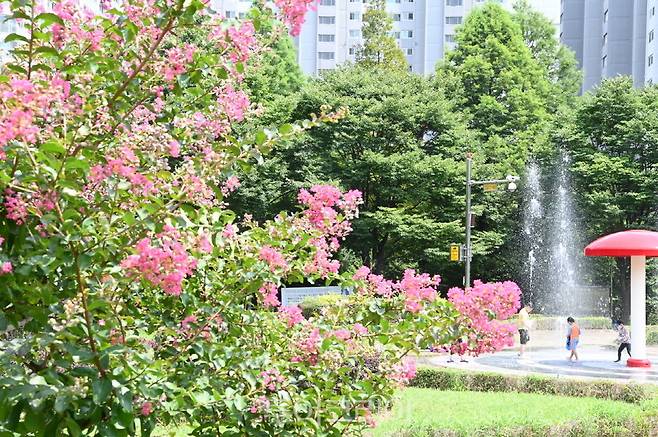 배롱나무 사이로 어린이들이 바닥분수를 즐기고 있는 효원공원.