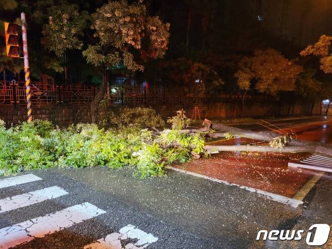 10일 오전 3시40분쯤 충북 청주시 청원구 오창읍의 한 도로에 폭우로 인해 나무가 쓰러져 있다.(충북소방본부 제공).2022.8.10/ⓒ 뉴스1