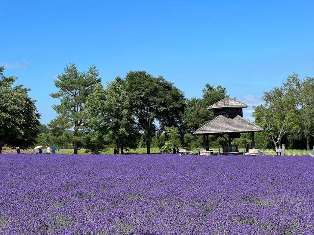 흐드러지게 핀 라벤더가 정원에 보랏빛 융단을 깔았다. 훗카이도 최대 라벤더 농장 '팜 도미타'. JR 제공