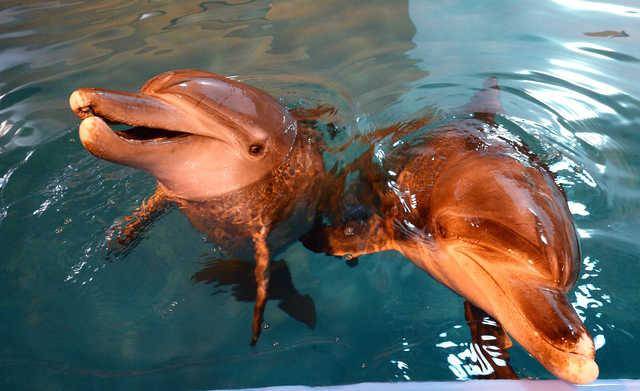 2015년 2월 방류를 앞두고 서울대공원에서 만난 태산이와 복순이. 배우한 기자