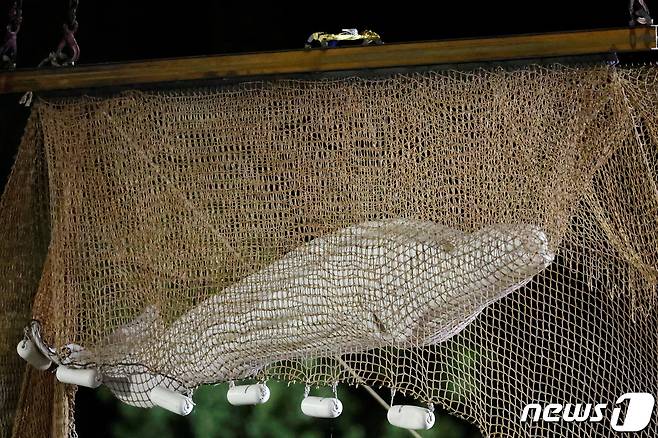 프랑스 센강에서 발견된 벨루가가 10일(현지시간) 바다로 이송 작업 도중 끝내 숨을 거뒀다. ⓒ 로이터=뉴스1 ⓒ News1 이유진 기자