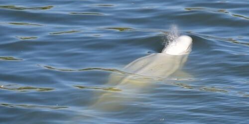 지난 2일부터 센강에서 표류하던 흰돌고래. 연합뉴스
