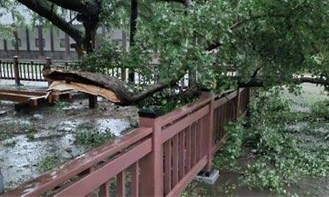 천연기념물인 서울 문묘 은행나무가 비피해를 입은 모습.&nbsp;문화재청 제공